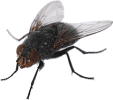 Fly in Ointment
